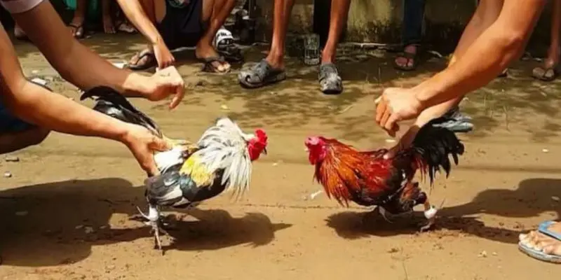 Các trận đấu cựa sắt diễn ra khá chóng vánh